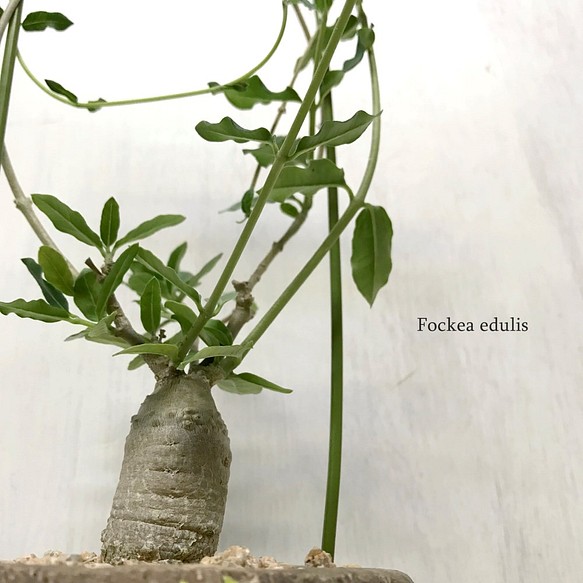 フォッケア・エデュリス（火星人）　☘多肉植物　☘塊根植物　☘観葉植物  ☘サボテン 1枚目の画像
