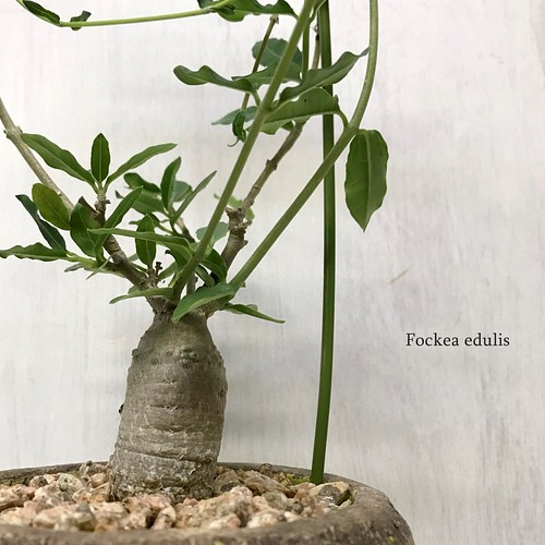 フォッケア エデュリス 火星人 多肉植物 塊根植物 観葉植物 サボテン 一輪挿し 花瓶 花器 エーデル 通販 Creema クリーマ ハンドメイド 手作り クラフト作品の販売サイト