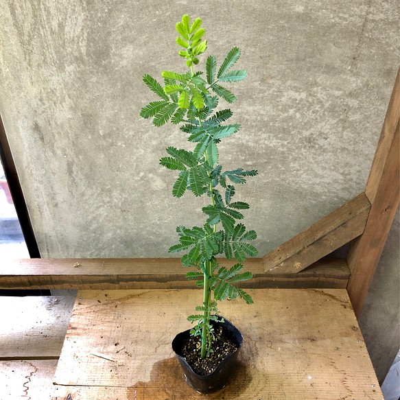 常緑樹 苗木 ミモザ アカシア 銀葉アカシア フラワー リース Plant Life 通販 Creema クリーマ ハンドメイド 手作り クラフト作品の販売サイト