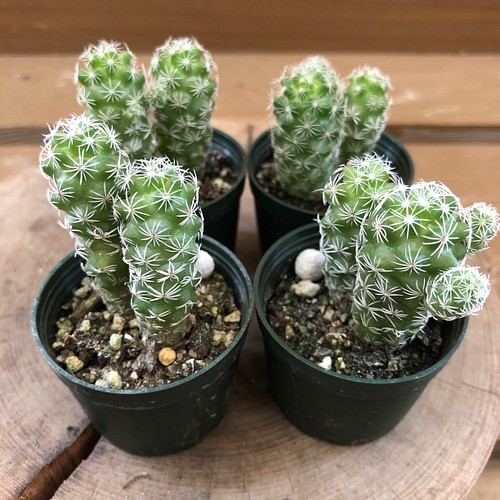 特価 現品 ギムノカリキウム ダムシー錦 ８鉢 植物 観葉植物 Mscivilrightsproject Org