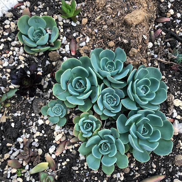 七福神 抜き苗 エケベリア 多肉植物 - その他多肉植物