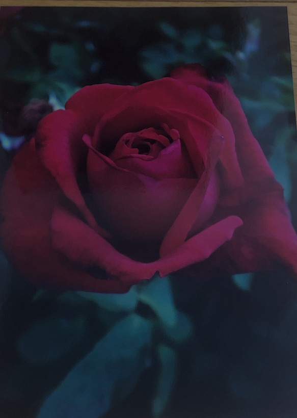 毒入り薔薇 1枚目の画像