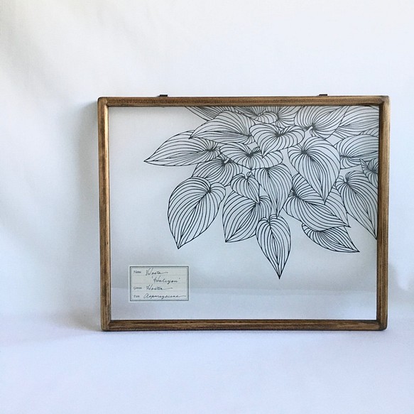 【植物標本シリーズ】ギボウシの切り絵フレーム 1枚目の画像
