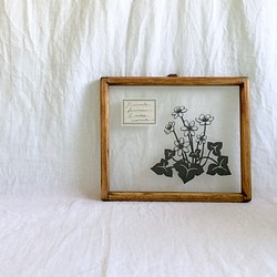 【植物標本シリーズ】ユキワリソウの切り絵フレーム 1枚目の画像