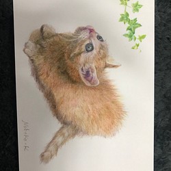 あなたのペットの動物を色鉛筆で描きます。料金確認後、描き始めます為