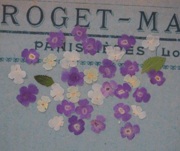 押し花　ランタナ　紫　白・（クリーム色）　ｓｅｔ　小さい　花　キャンドル　ハーバリウム　レジン　素材　花材　 1枚目の画像