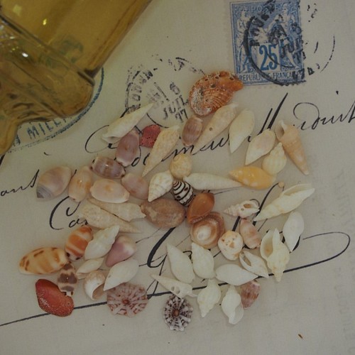 ミニシェル　大量　小さな貝殻　貝殻　貝殻セット　レジン　工作　芸術　2000個