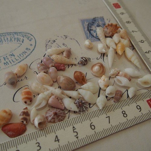 ミニシェル　大量　小さな貝殻　貝殻　貝殻セット　レジン　工作　芸術　2000個