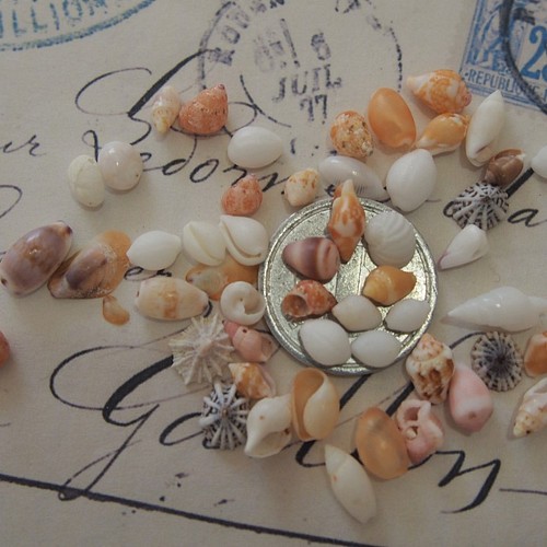貝殻【極小】 小さい貝殻のアソード20個 セット レジン ハーバリウム