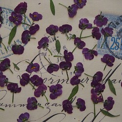 アリッサム 押し花　紫　50個　小花　キャンドル　ハーバリウム　レジン　素材　花材 1枚目の画像