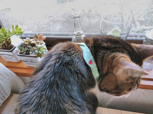 【受注製作】水玉の襟つき首輪　ver.2　猫ちゃん用 1枚目の画像