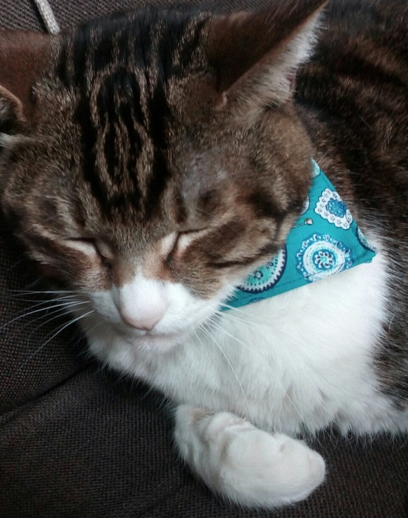 取り外せるバンダナスカーフタイプの猫ちゃん用首輪　ブルーのカトラリー柄のバンダナスカーフ 1枚目の画像