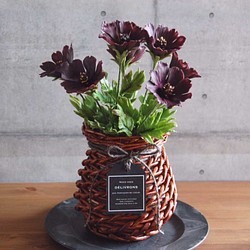 ◆粘土のお花◆　チョコレートコスモス・・・　高さ約26センチ　T575 1枚目の画像