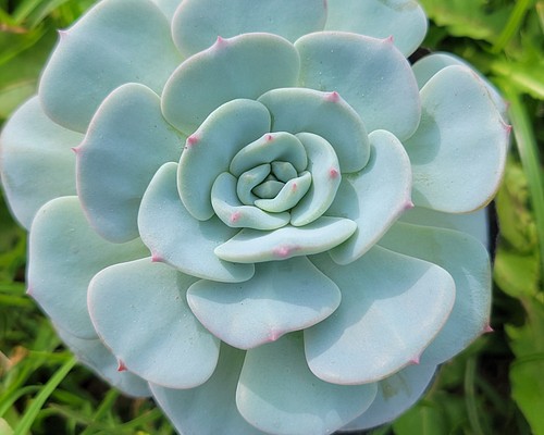 モンブラン 多肉植物 エケベリア その他インテリア雑貨 多肉のたかだ