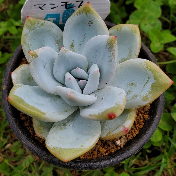 マンモスsp 多肉植物