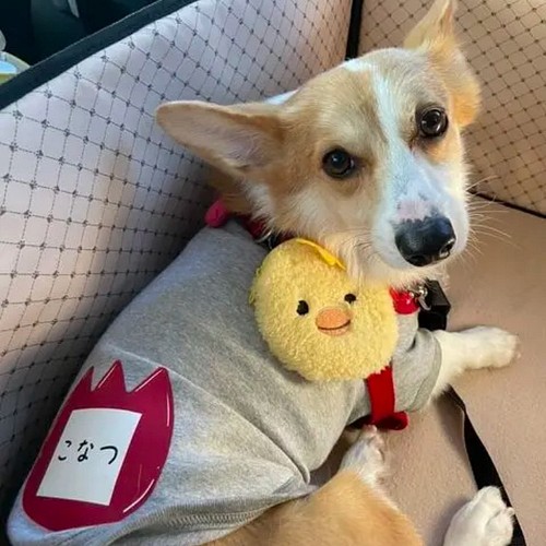 新到着 Hiチーズ スカート付き Sサイズ 犬服 ハンドメイド 犬用品 Wingsthingsandpizzas Com