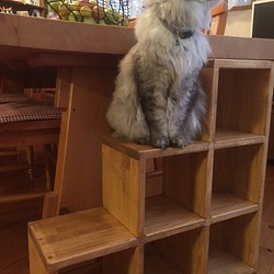 【Sold】猫階段　キャットステップ　ペット用サポートステップ　階段チェスト 1枚目の画像