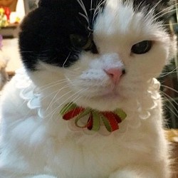 猫用☆王子様の付け襟 1枚目の画像