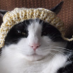 再販♡サイズが選べる！にゃんこ帽子☆猫用手編み帽子☆ねこ用ニット帽