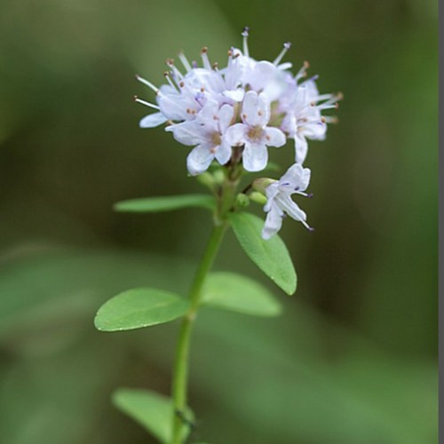 姫薄荷 ヒメハッカ 日本固有種 和ハーブ 無農薬 ハーブ苗 ミント苗 ニホンハッカ 山野草 薄荷 姫ハッカ 日本薄荷 その他インテリア雑貨 ๑ ᴗ ๑ くるくる 通販 Creema クリーマ ハンドメイド 手作り クラフト作品の販売サイト