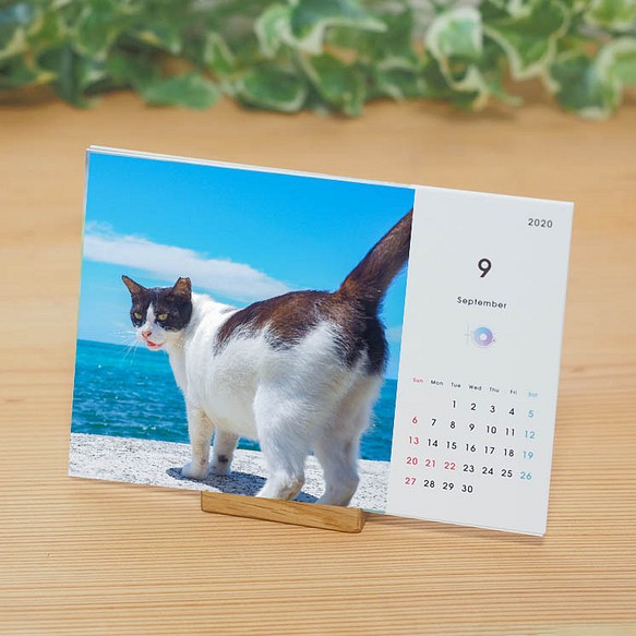 オリジナル猫写真 卓上カレンダー23 ポストカードサイズ カレンダー Comple 通販 Creema クリーマ ハンドメイド 手作り クラフト作品の販売サイト