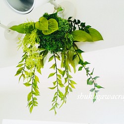 freshgreenの苔玉ハンギング 1枚目の画像