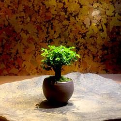 ニレケヤキ盆栽 1枚目の画像