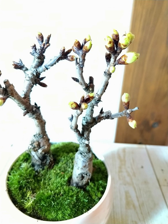 旭山桜 盆栽  白い器 2本立ち　卓上お花見 1枚目の画像