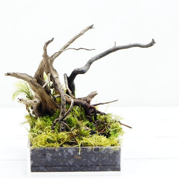 ミニ 10cm 手のひらサイズ 苔テラリウム 完成品 流木レイアウト 現物 苔盆景 テラリウム 気孔石 フラワー リース 苔庵 介る Scale 通販 Creema クリーマ ハンドメイド 手作り クラフト作品の販売サイト