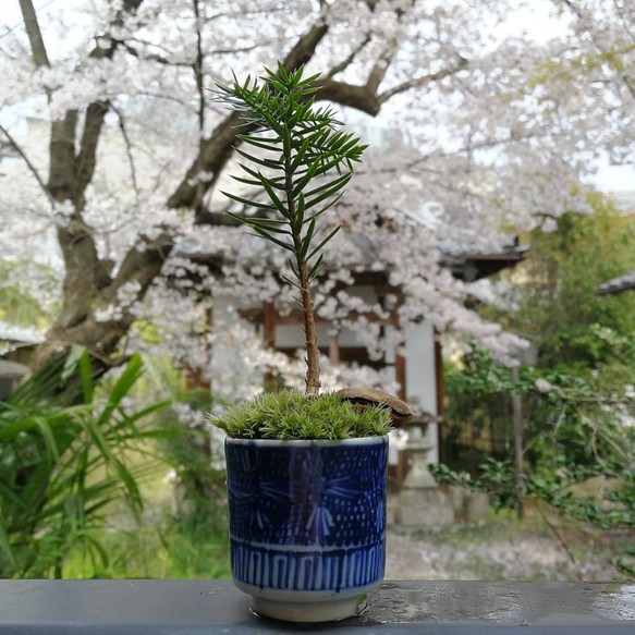 new/榧(カヤ)のミニ盆栽 1枚目の画像