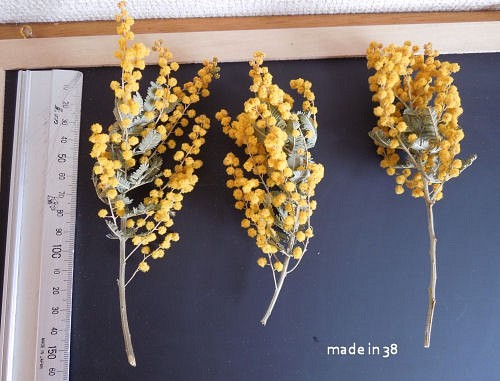 ドライフラワー　ミモザ　ミニ丈　３本　スワッグ　アレンジ　リース　ハーバリム　キャンドル　花材 1枚目の画像