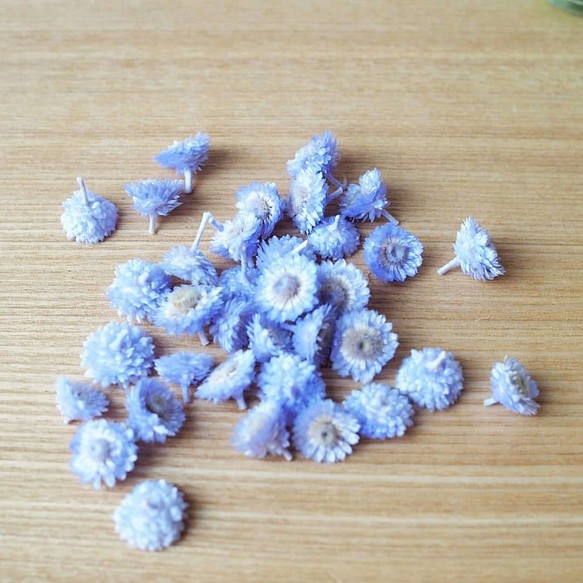 花材小分け・ソフトイモーテル(プリザーブドフラワー)・ヘッド・パープリッシュブルー　約３０輪　シェア花材 1枚目の画像