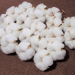 花材「 綿花 」 白綿 20個 ドライフラワー　自然乾燥中 クリスマス ツリー リース 素材に 綿 コットンフラワー 1枚目の画像