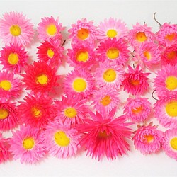 「 姫貝細工 30個 」のドライフラワー リース 、ハーバリウムなど 花材に　ヒロハノハナカンザシ 1枚目の画像