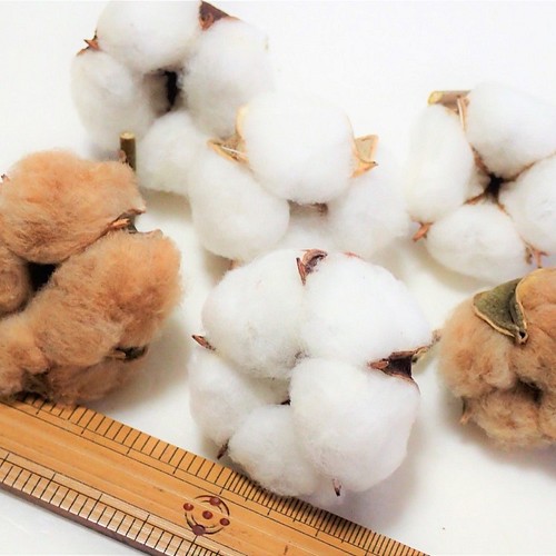 綿花 」 白綿と茶綿 6個 ドライフラワー ナチュラル花材、素材 リース 