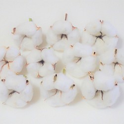 花材「 綿花 」 白綿 10個 ドライフラワー　自然乾燥中 クリスマス ツリー リース テラリウム 素材に 1枚目の画像