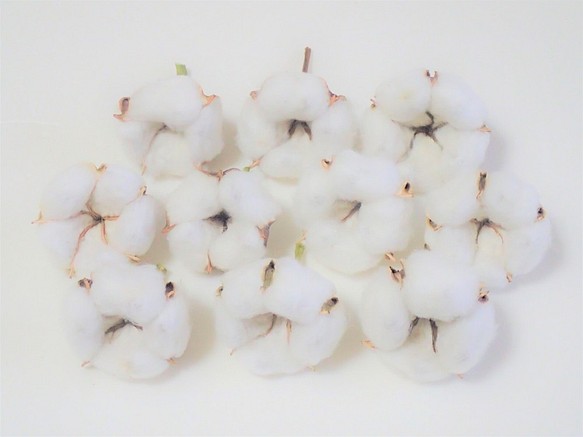 花材「 綿花 」 白綿 10個 ドライフラワー　自然乾燥中 クリスマス ツリー リース テラリウム 素材に 1枚目の画像