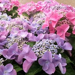 紫陽花 アリラン ピンク 1苗 1枚目の画像