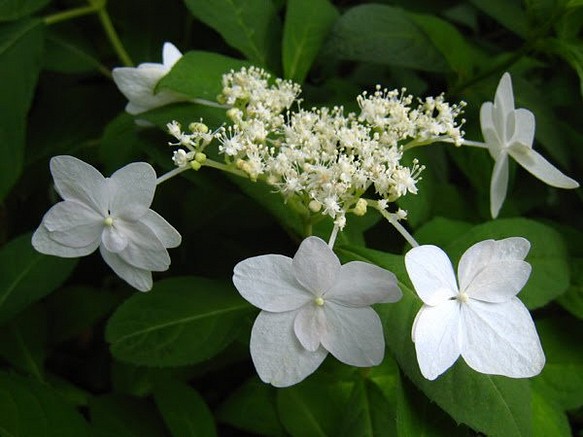 御車返し 紫陽花 1株 ヤマアジサイ その他素材 あんこ 発送まで1週間かかります 通販 Creema クリーマ ハンドメイド 手作り クラフト作品の販売サイト