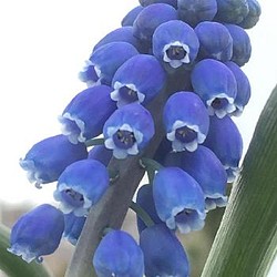 今から開花★ムスカリ　ダークアイズ　3株（小苗～芽出し）　青　ブルー 1枚目の画像