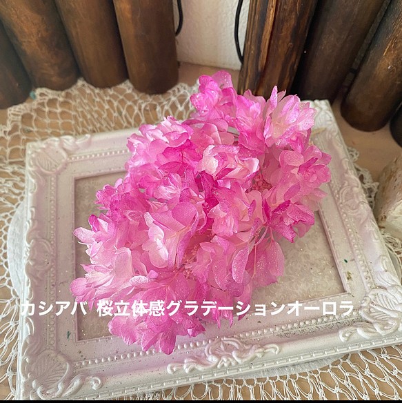 12周年記念イベントが キラキラ桜立体感グラデーションカシアバ アジサイ小分け❣️アレンジ加工❣️ハンドメイド花材プリザーブドフラワー 好きに