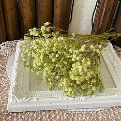 アンティークプリザーブドカスミ草パウダーグリーン小分け❣️ハンドメイド花材プリザーブドフラワー 1枚目の画像