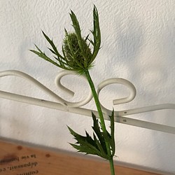 キラキララメ付きエリンジュームグリーン❣️ハーバリウム花材プリザーブドフラワー 1枚目の画像
