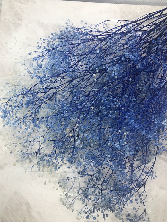 フラワーベールミニカスミ草白/ブルー小分け❣️ハーバリウム花材プリザーブドフラワー 1枚目の画像