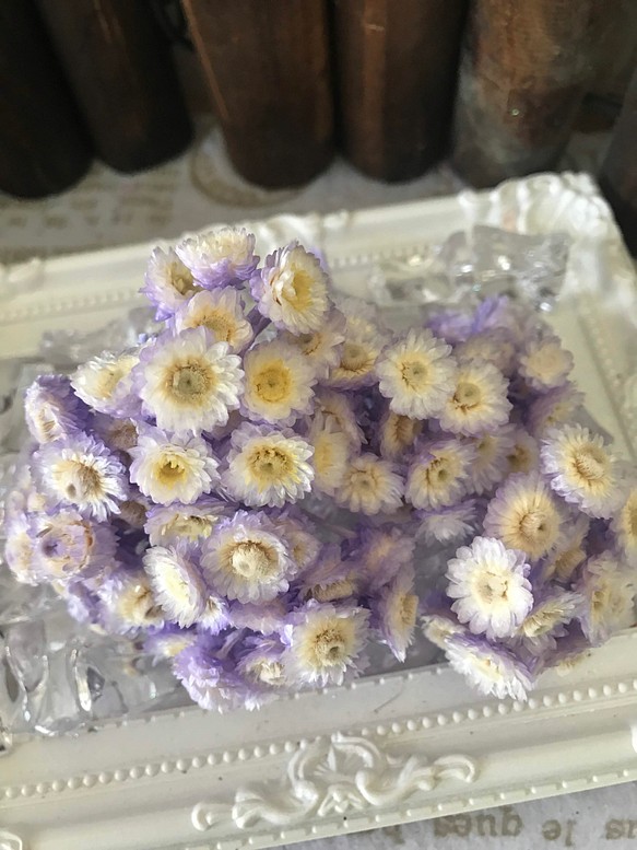 東北花材イモーテルオフパープルフロート小分け❣️ハーバリウム花材プリザーブドフラワー 1枚目の画像