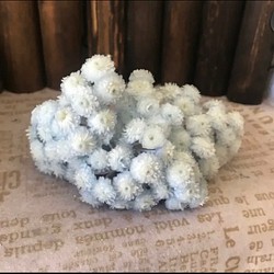 大地農園イモーテルベビーブルー小分け❣️ハーバリウム花材プリザーブドフラワー 1枚目の画像