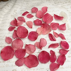 プリザーブドフラワーローズ花びら販売❣️Lサイズ✨ハーバリウムレジンアクセサリーパーツ 1枚目の画像