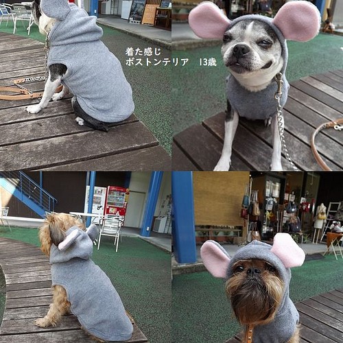 犬服 受注生産 毎年恒例 可愛い 干支のフリース着ぐるみ犬服 年賀状 初詣 ねずみ 干支 着ぐるみ ペット服 アクセサリー ドグッズ 通販 Creema クリーマ ハンドメイド 手作り クラフト作品の販売サイト