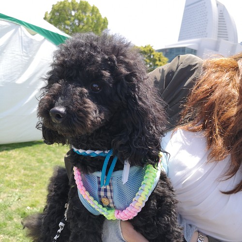 犬のハーネスのみMサイズ 軽くてかわいいパラコード トイプードル