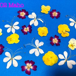 ♡outlet♡押し花素材♡クラリンドウ、ミニバラ、ビオラ♡ 1枚目の画像